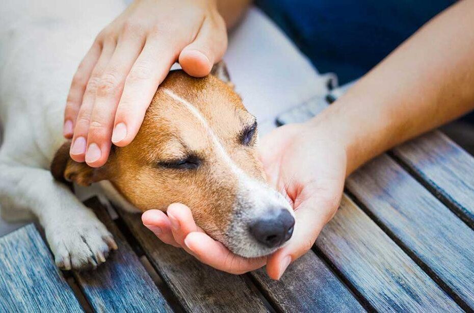 Therapyvet Medicina Preventiva Sevilla