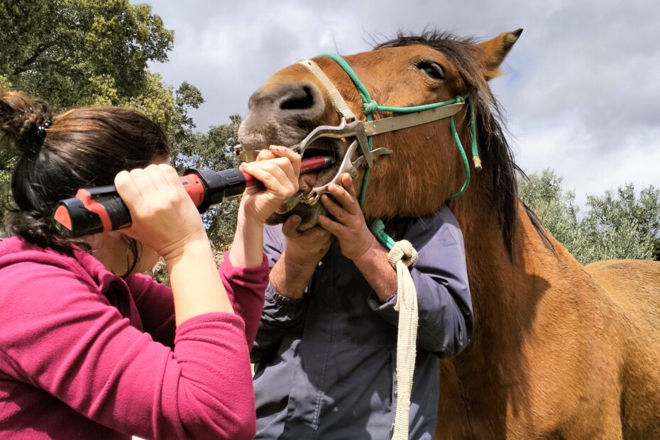 Therapyvet Medicina Preventiva Sevilla