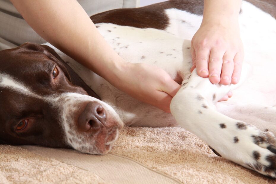 Therapyvet Medicina Preventiva Sevilla