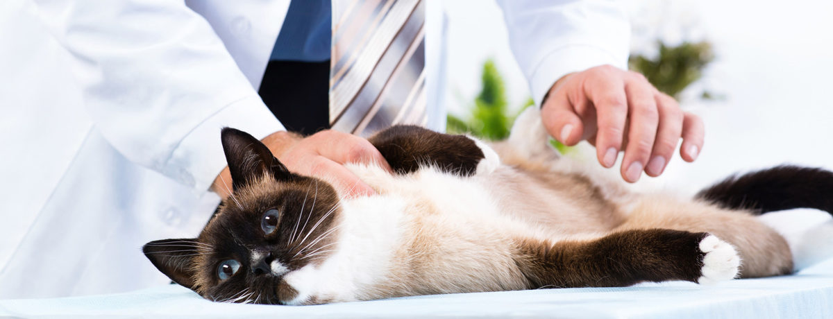 therapyvet, Medicina Preventiva